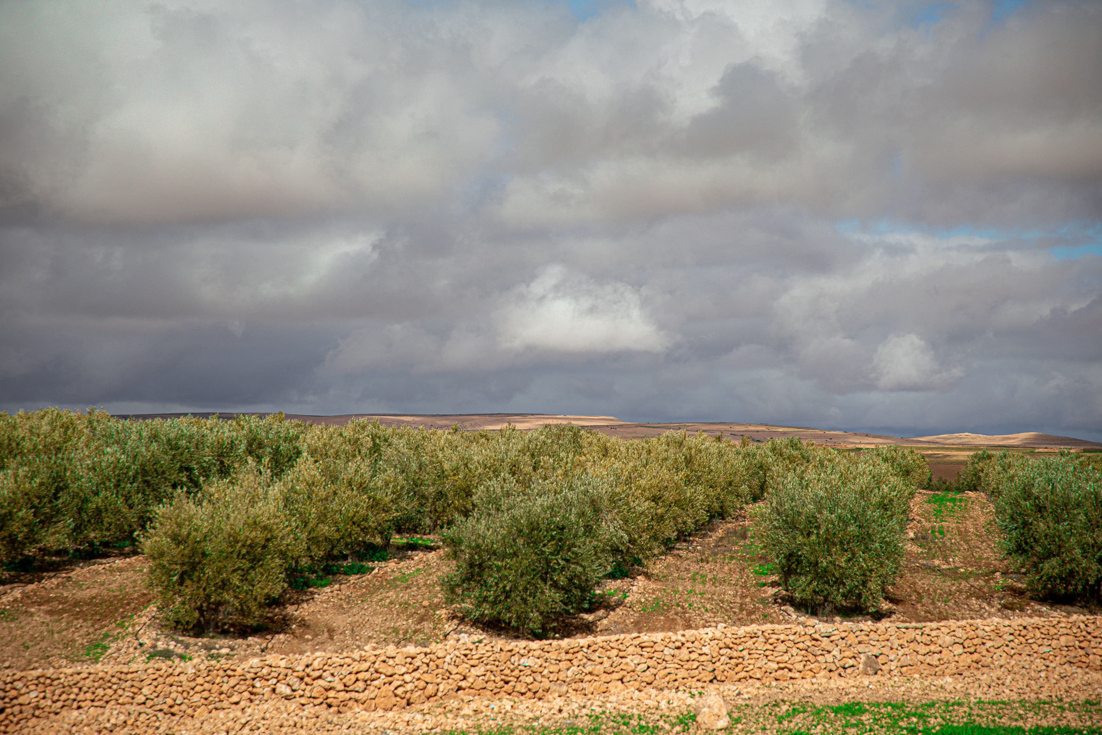 Rows of mature olive trees on dry terraced ground behind a dry-stone wall, under an overcast sky